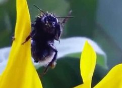 bumblebee, bumblebee video viral, bumblebee waves man, viral on facebook New Zealand man saved insect, bucket, water, Trayez, Dylan Jermaine Trayez,