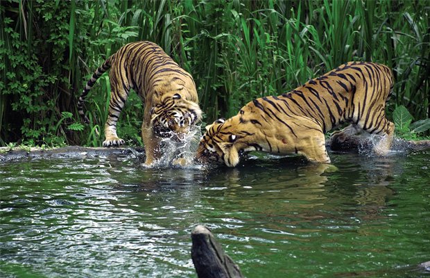 सुंदरवन में बढ़ा इंसानों व जानवरों के बीच टकराव का खतरा