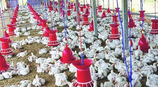 china bird flu, china bird flu news, china bird flu latest news, bird flu in china