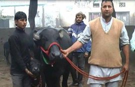 56 Lakh, Audi, buffalo, Haryana, milk, haryana buffalo, , भैंस, हरियाणा भैंस, ऑडी कार