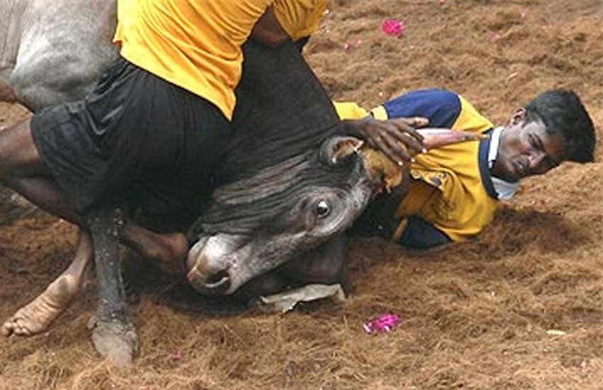 jansatta opinion on tamilnadu bull, animal right, jansatta article