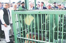 lioness death at Etawah, lion safari, akhilesh yadav dream project, etawah news, UP news