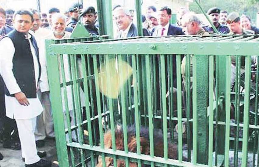 lioness death at Etawah, lion safari, akhilesh yadav dream project, etawah news, UP news