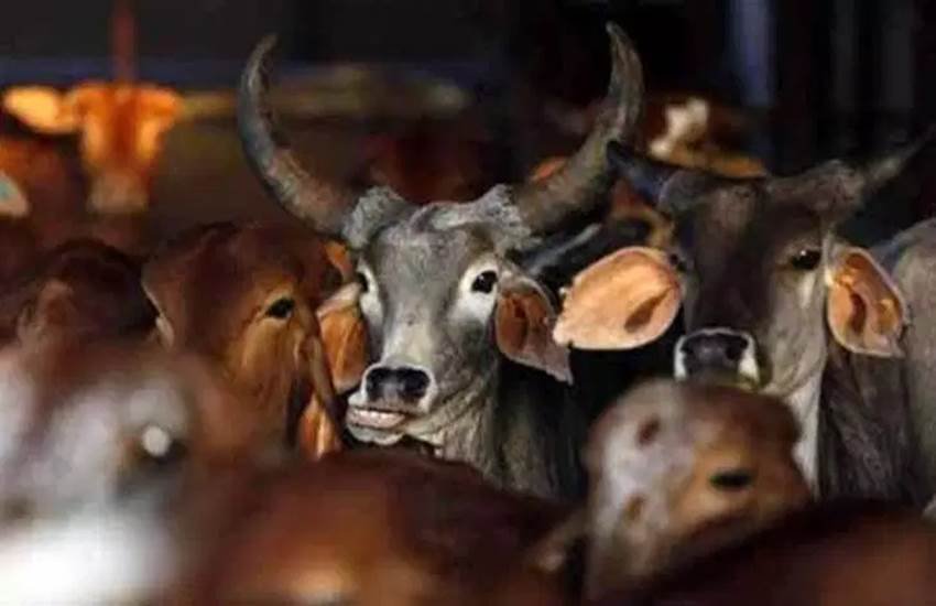 Cow, accident