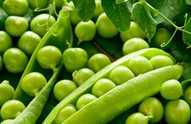 Green Pea, health news, Winter season, healthy food, green peas, हरी मटर, सर्दी सीजन, हेल्थ समाचार, Health Tips
