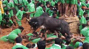 Kambala Karnataka, Karnataka Kambala ban, Jallikattu tamil nadu, Jallikattu latest news, kambala latest news