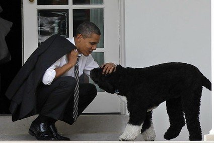 Bo and sunny, obama dog, kidnap Obama dog, obama dog kidnap, photos obama dog kidnap, Barack Obama, बराक ओबामा, अमेरिकी राष्ट्रपति, ओबामा के कुत्ते, यूएस प्रेजिडेंट, latest hindi news, international news, word news in hindi