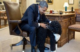 Bo and sunny, obama dog, kidnap Obama dog, obama dog kidnap, photos obama dog kidnap, Barack Obama, बराक ओबामा, अमेरिकी राष्‍ट्रपति, ओबामा के कुत्‍ते, यूएस प्रेजिडेंट, latest hindi news, international news, word news in hindi