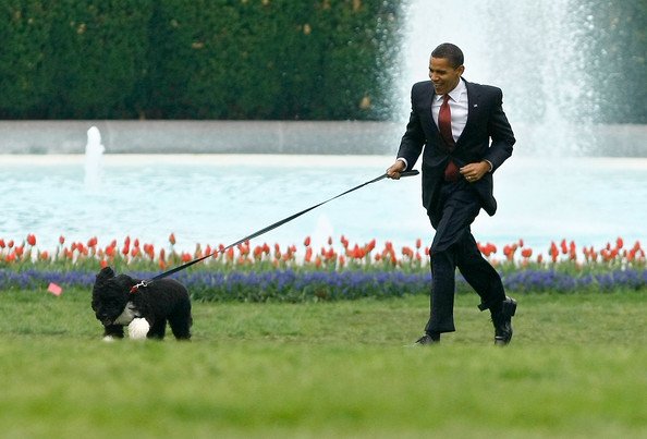 Bo and sunny, obama dog, kidnap Obama dog, obama dog kidnap, photos obama dog kidnap, Barack Obama, बराक ओबामा, अमेरिकी राष्ट्रपति, ओबामा के कुत्ते, यूएस प्रेजिडेंट, latest hindi news, international news, word news in hindi