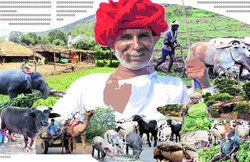 विपदा में पशुसंपदा