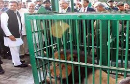 treatment of lion safari etawah, etawah lion safari, akhilesh yadav, up news, unhealthy lion