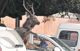 stag on chandigarh road, stag enter into city, stag on road, deer on road, Sukhna Wildlife Sanctuary, Chandigarh, stag in chandigarh, deer in chandigarh, Sukhna Wildlife Sanctuary chandigarh, chandigarh news