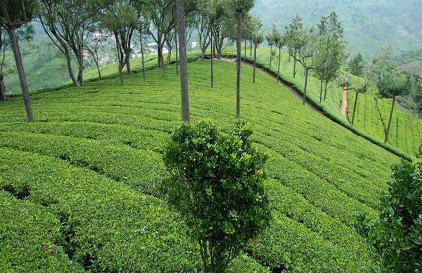 Duncan Industries, tea Garden, kolkata tea garden, Duncan gardens, business news, central government, mamata benargee
