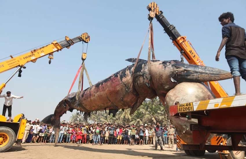 whale, juhu, whale in Mumbai, Dead whale in Mumbai, dead whale, dead whale photos, dead whale on Juhu beach photos, photos of dead whale, dead whale on beach, dead whale on beach photos