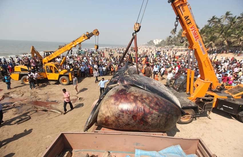 whale, juhu, whale in Mumbai, Dead whale in Mumbai, dead whale, dead whale photos, dead whale on Juhu beach photos, photos of dead whale, dead whale on beach, dead whale on beach photos