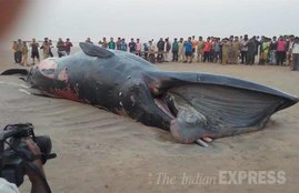 whale, whale juhu beach, whale mumbai, whale dead, dead whale, dead whale mumbai, whale beached, whale washed ashore, juhu beach, mumbai beach whale photos, mumbai juhu whale pics,, मुंबई व्हेल, जुहु बीच व्हेल, समुद्र किनारे व्हेल, जुहु बीच पर व्हेल फोटो