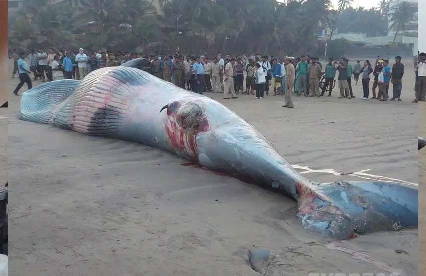 whale, whale juhu beach, whale mumbai, whale dead, dead whale, dead whale mumbai, whale beached, whale washed ashore, juhu beach, mumbai beach whale photos, mumbai juhu whale pics,, मुंबई व्‍हेल, जुहु बीच व्‍हेल, समुद्र किनारे व्‍हेल, जुहु बीच पर व्‍हेल फोटो