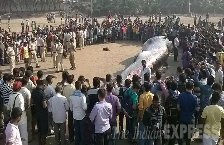 whale, whale juhu beach, whale mumbai, whale dead, dead whale, dead whale mumbai, whale beached, whale washed ashore, juhu beach, mumbai beach whale photos, mumbai juhu whale pics,, मुंबई व्‍हेल, जुहु बीच व्‍हेल, समुद्र किनारे व्‍हेल, जुहु बीच पर व्‍हेल फोटो