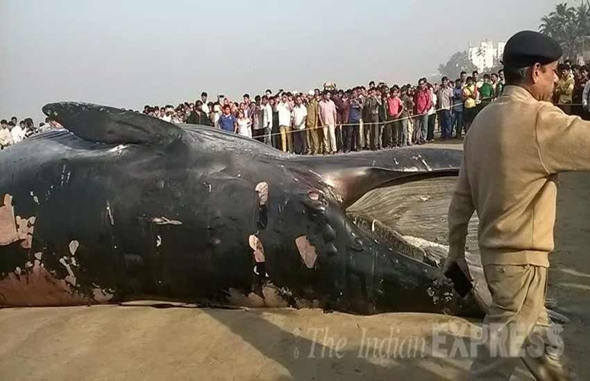 whale, whale juhu beach, whale mumbai, whale dead, dead whale, dead whale mumbai, whale beached, whale washed ashore, juhu beach, mumbai beach whale photos, mumbai juhu whale pics,, मुंबई व्‍हेल, जुहु बीच व्‍हेल, समुद्र किनारे व्‍हेल, जुहु बीच पर व्‍हेल फोटो