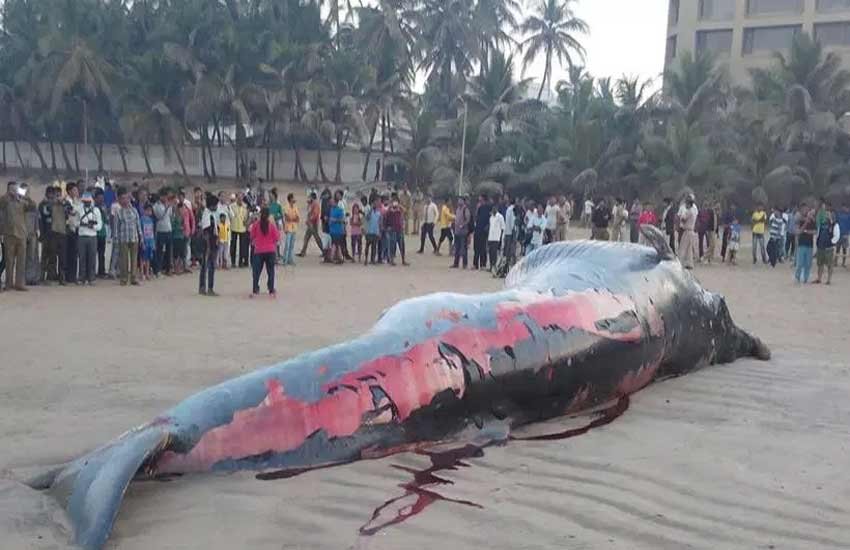 whale, whale juhu beach, whale mumbai, whale dead, dead whale, dead whale mumbai, whale beached, whale washed ashore, juhu beach, mumbai beach whale photos, mumbai juhu whale pics,, मुंबई व्‍हेल, जुहु बीच व्‍हेल, समुद्र किनारे व्‍हेल, जुहु बीच पर व्‍हेल फोटो
