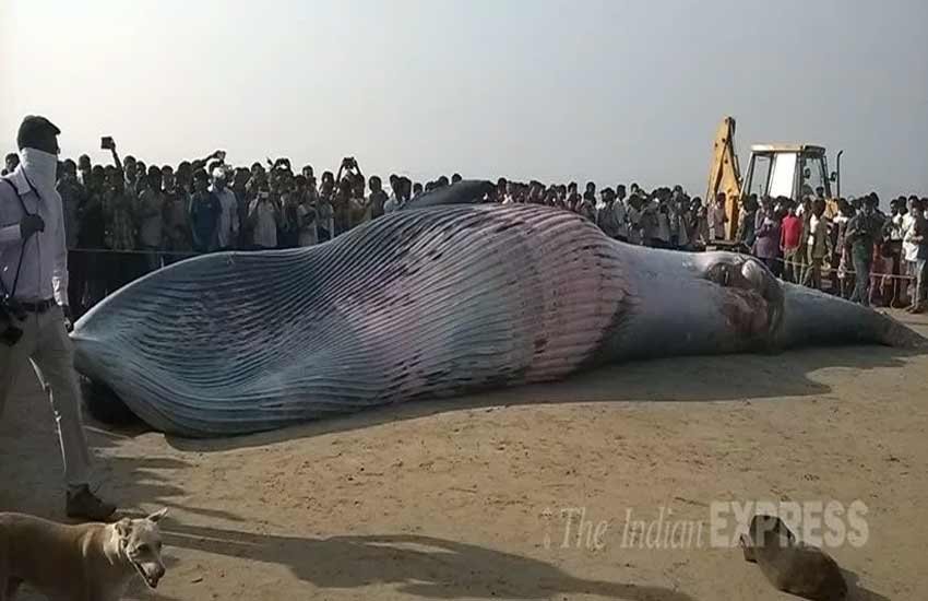 whale, whale juhu beach, whale mumbai, whale dead, dead whale, dead whale mumbai, whale beached, whale washed ashore, juhu beach, mumbai beach whale photos, mumbai juhu whale pics,, मुंबई व्‍हेल, जुहु बीच व्‍हेल, समुद्र किनारे व्‍हेल, जुहु बीच पर व्‍हेल फोटो