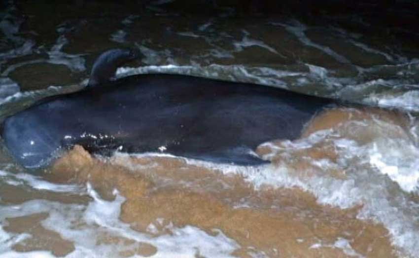 whale washed ashore, tamilnadu coast, bay of bengal, समुद्र किनारे व्हेल मछली whale washed ashore, tamilnadu coast, bay of bengal, समुद्र किनारे व्हेल मछली