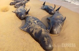 whales dodies, Dead whales tamil nadu, whales Tuticorin, Dead Whales Tuticorin, whales tamil Nadu, Bay of Bengal coast, Manapad beach, Manapad beach Tamilnadu, dead whales India, Dead Whale photos, Whale Photos, tamil nadu, india, india whales, whales in tamil nadu, tamil nadu whales, whales in india, india news