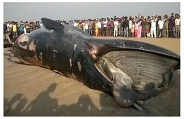 whale, whale juhu beach, whale mumbai, whale dead, dead whale, dead whale mumbai, whale beached, whale washed ashore, juhu beach, mumbai beach whale, mumbai juhu whale, मुंबई व्‍हेल, जुहु बीच व्‍हेल, समुद्र किनारे व्‍हेल