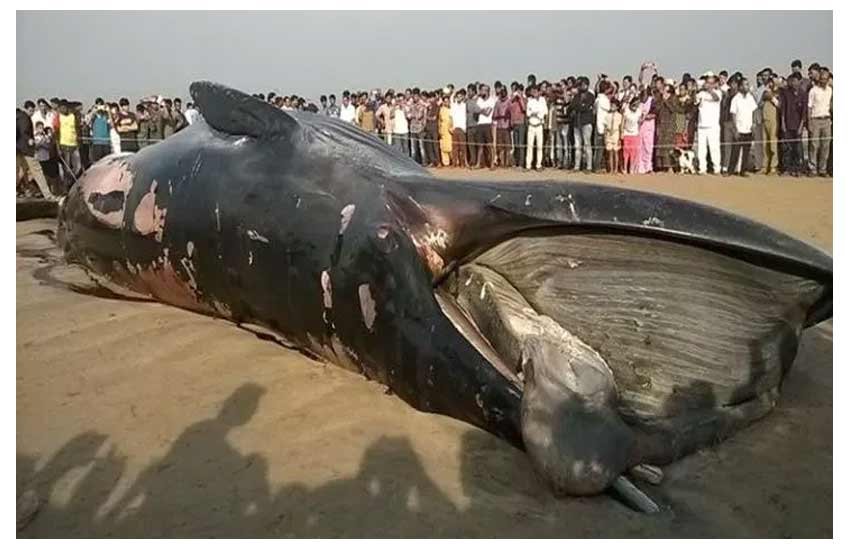whale, whale juhu beach, whale mumbai, whale dead, dead whale, dead whale mumbai, whale beached, whale washed ashore, juhu beach, mumbai beach whale, mumbai juhu whale, मुंबई व्हेल, जुहु बीच व्हेल, समुद्र किनारे व्हेल whale, whale juhu beach, whale mumbai, whale dead, dead whale, dead whale mumbai, whale beached, whale washed ashore, juhu beach, mumbai beach whale, mumbai juhu whale, मुंबई व्हेल, जुहु बीच व्हेल, समुद्र किनारे व्हेल