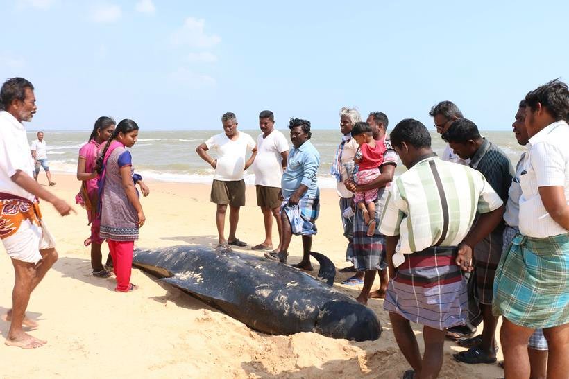 whales dodies, Dead whales tamil nadu, whales Tuticorin, Dead Whales Tuticorin, whales tamil Nadu, Bay of Bengal coast, Manapad beach, Manapad beach Tamilnadu, dead whales India, Dead Whale photos, Whale Photos, tamil nadu, india, india whales, whales in tamil nadu, tamil nadu whales, whales in india, india news