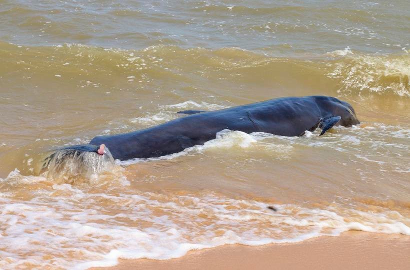 whales dodies, Dead whales tamil nadu, whales Tuticorin, Dead Whales Tuticorin, whales tamil Nadu, Bay of Bengal coast, Manapad beach, Manapad beach Tamilnadu, dead whales India, Dead Whale photos, Whale Photos, tamil nadu, india, india whales, whales in tamil nadu, tamil nadu whales, whales in india, india news