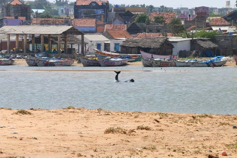 whales dodies, Dead whales tamil nadu, whales Tuticorin, Dead Whales Tuticorin, whales tamil Nadu, Bay of Bengal coast, Manapad beach, Manapad beach Tamilnadu, dead whales India, Dead Whale photos, Whale Photos, tamil nadu, india, india whales, whales in tamil nadu, tamil nadu whales, whales in india, india news
