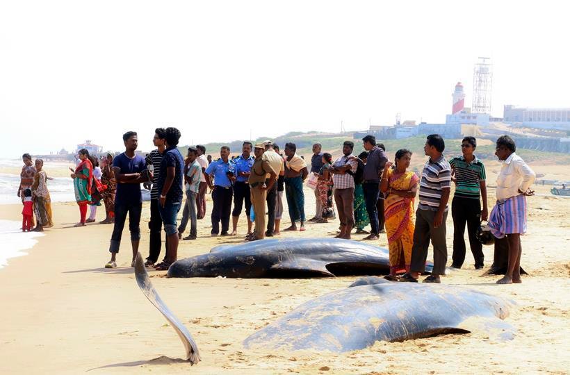 whales dodies, Dead whales tamil nadu, whales Tuticorin, Dead Whales Tuticorin, whales tamil Nadu, Bay of Bengal coast, Manapad beach, Manapad beach Tamilnadu, dead whales India, Dead Whale photos, Whale Photos, tamil nadu, india, india whales, whales in tamil nadu, tamil nadu whales, whales in india, india news