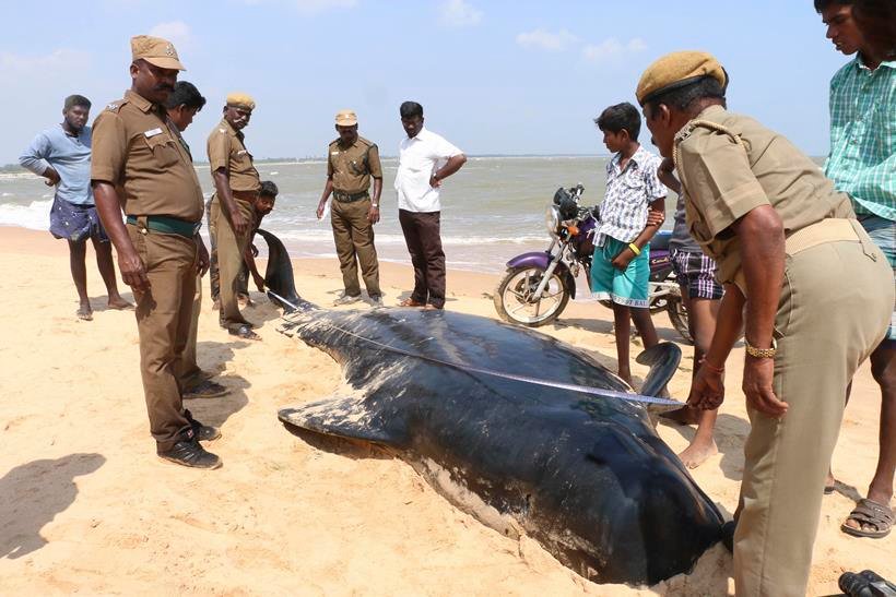 whales dodies, Dead whales tamil nadu, whales Tuticorin, Dead Whales Tuticorin, whales tamil Nadu, Bay of Bengal coast, Manapad beach, Manapad beach Tamilnadu, dead whales India, Dead Whale photos, Whale Photos, tamil nadu, india, india whales, whales in tamil nadu, tamil nadu whales, whales in india, india news