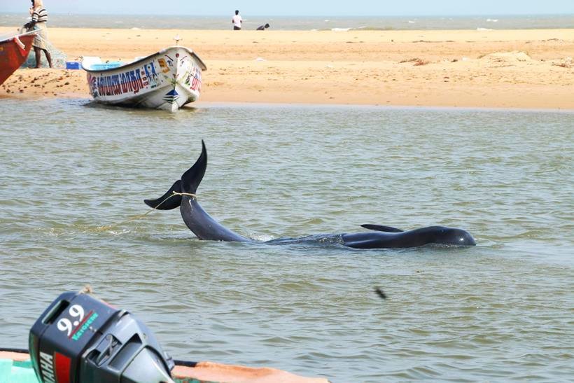 whales dodies, Dead whales tamil nadu, whales Tuticorin, Dead Whales Tuticorin, whales tamil Nadu, Bay of Bengal coast, Manapad beach, Manapad beach Tamilnadu, dead whales India, Dead Whale photos, Whale Photos, tamil nadu, india, india whales, whales in tamil nadu, tamil nadu whales, whales in india, india news
