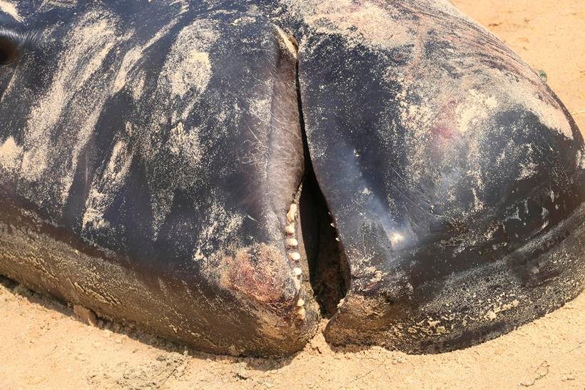 whales dodies, Dead whales tamil nadu, whales Tuticorin, Dead Whales Tuticorin, whales tamil Nadu, Bay of Bengal coast, Manapad beach, Manapad beach Tamilnadu, dead whales India, Dead Whale photos, Whale Photos, tamil nadu, india, india whales, whales in tamil nadu, tamil nadu whales, whales in india, india news