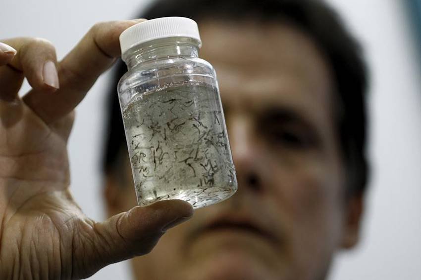 zika virus microcefalia zika zika virus microcefalia