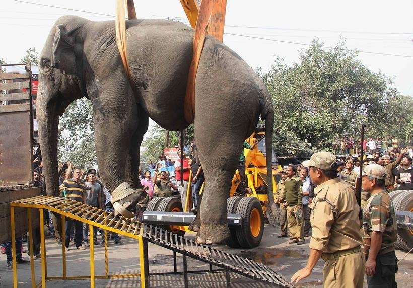 elephant in town, bengal elephant news, elephant comes from forest