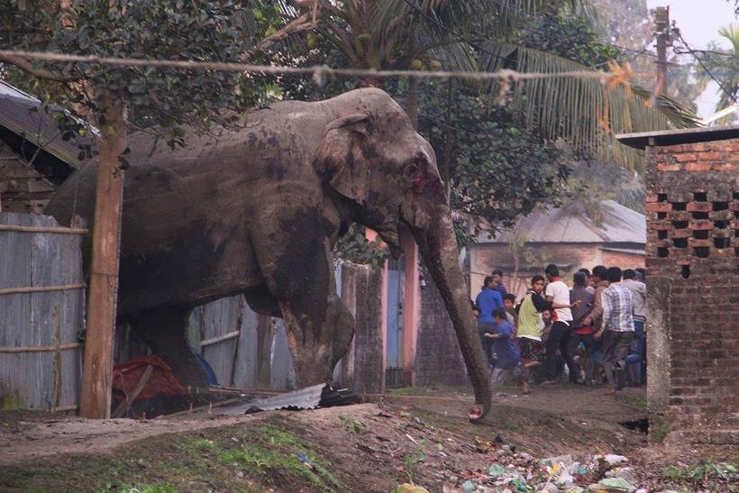 elephant in town, bengal elephant news, elephant comes from forest