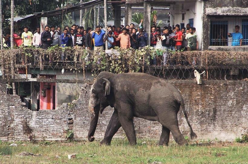 elephant in town, bengal elephant news, elephant comes from forest