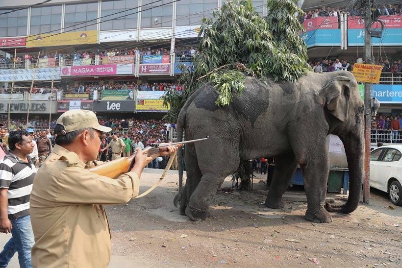 elephant in town, bengal elephant news, elephant comes from forest
