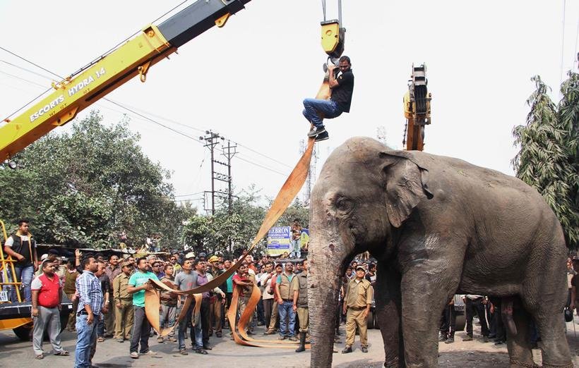 elephant in town, bengal elephant news, elephant comes from forest
