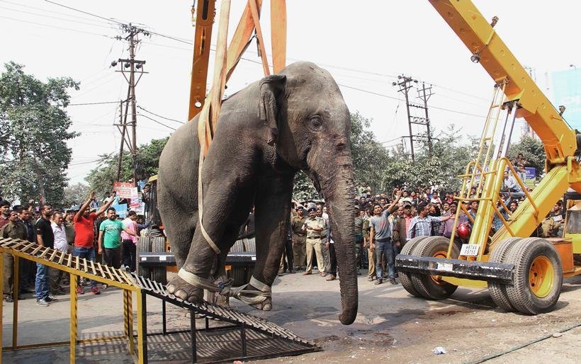 elephant in town, bengal elephant news, elephant comes from forest