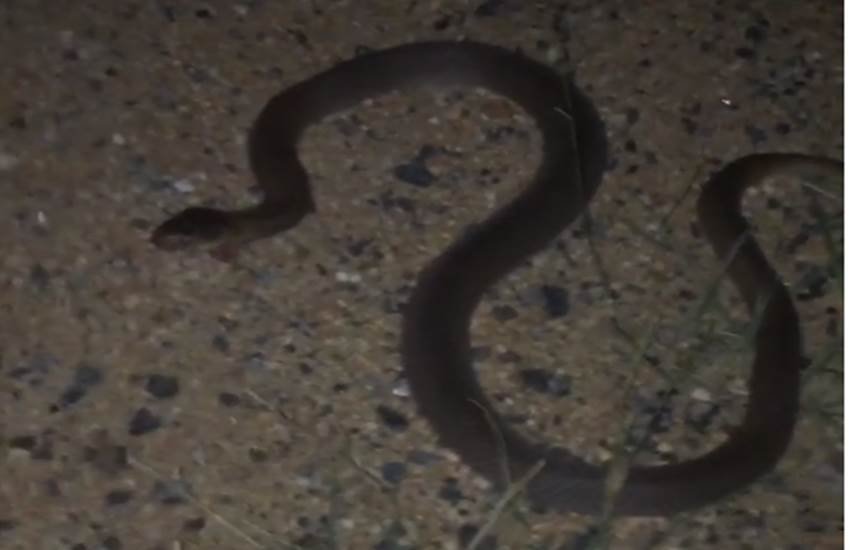 Dale Steyn, Black Mamba, Dale Steyn News, Dale Steyn Black Mamba, Black Mamba News