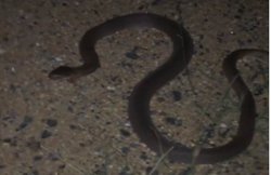 जब जहरीले ब्लैक मांबा सांप से हुआ क्रिकेटर डेल स्टेन का सामना