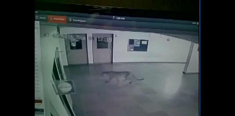 Bangalore, School, Bangalore School, leopard, school, leopard in school, leopard in bengaluru school, bengaluru school