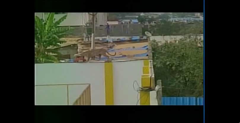 Bangalore, School, Bangalore School, leopard, school, leopard in school, leopard in bengaluru school, bengaluru school