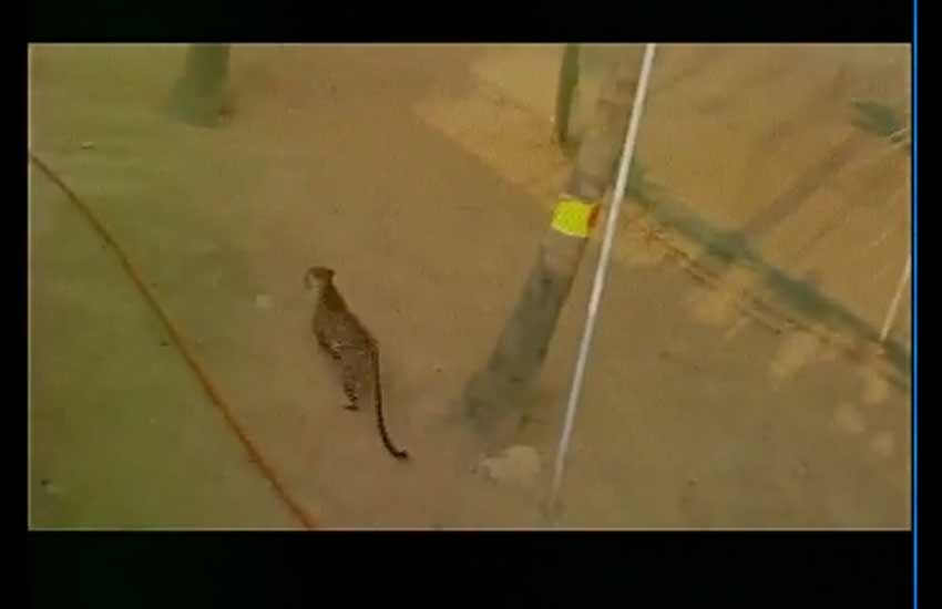 Bangalore, School, Bangalore School, leopard, school, leopard in school, leopard in bengaluru school, bengaluru school