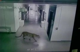 Bangalore, School, Bangalore School, leopard, school, leopard in school, leopard in bengaluru school, bengaluru school
