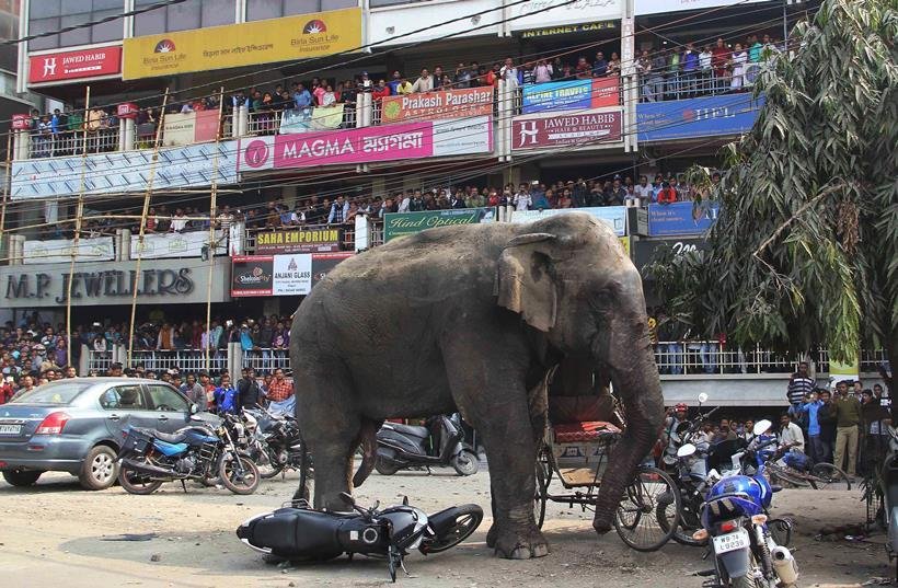 elephant in town, bengal elephant news, elephant comes from forest